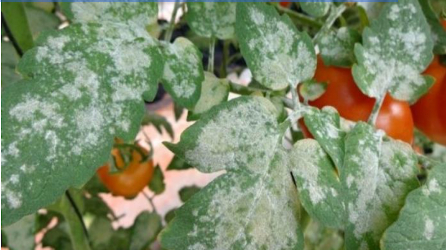 Hình 3: Biểu hiện rầy phấn trắng gây hại cây cà chua