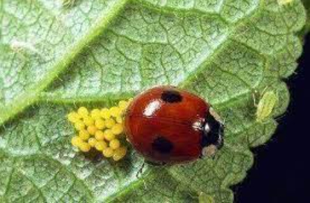 Hình 4: Bọ rùa Nephaspis gemini Gordon