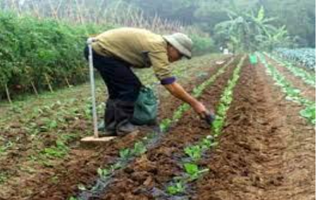 Hình 5: Bón phân cho cây cà chua mới trồng