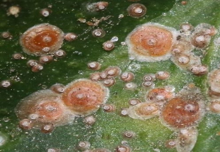 Hình 1: Rệp vảy gây hại trên hoa lan