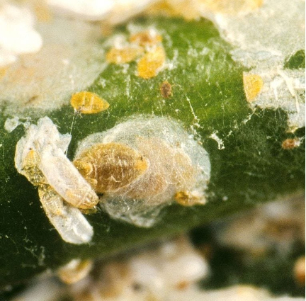 Hình 2: Rệp vảy ở giai đoạn trưởng thành