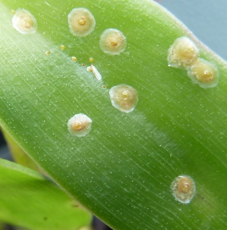 Hình 3: Dấu hiệu của rầy, rệp vảy gây hại