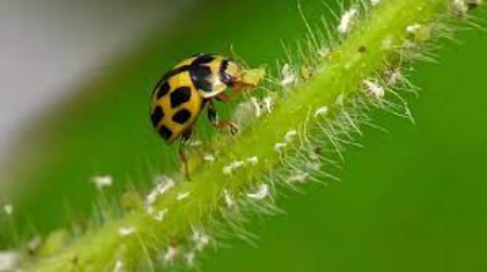 Hình 4: Bọ rùa Cryptolaemus thiên địch của rệp vảy