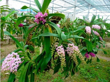 Hình 5: Vườn lan cần đảm bảo độ thoáng tốt