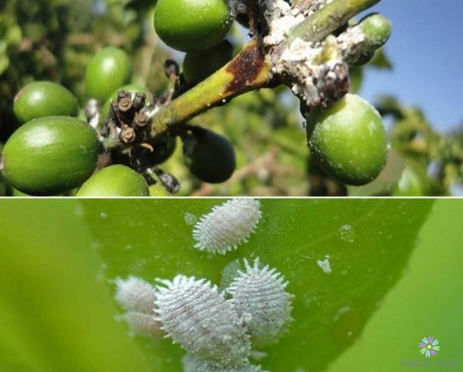 Ảnh 2: Gây hại quả cà phê