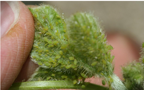 Hình 1: Rệp đậu (rầy mềm)