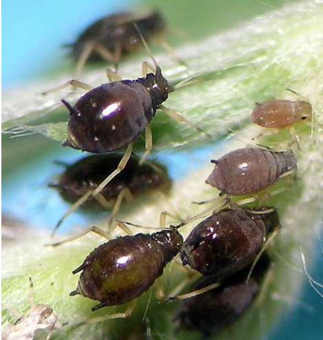 Hình 2: Aphis Craccivora Koch