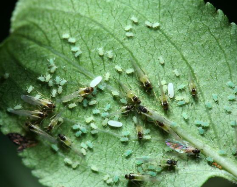 Hình 3: Aphis Glycines Matsumura