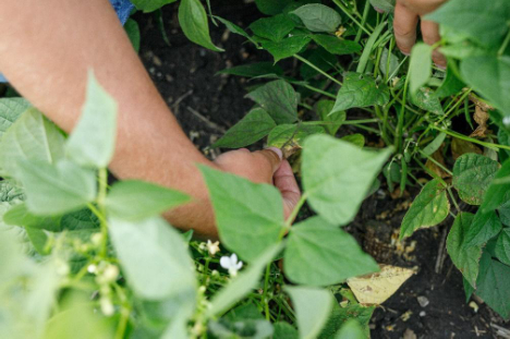 Hình 4: Cây đậu tương bị vàng lá, khô héo 