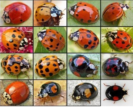 Hình 5: Bọ rùa là loài thiên địch có ích