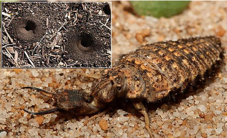 Hình 6: Kiến sư tử