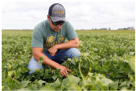 Hình 7: Kiểm tra ruộng thường xuyên