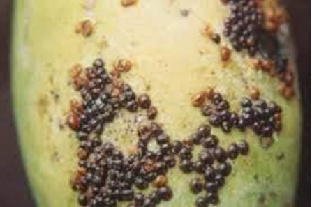 Hình 1: Rệp dính trên quả xoài