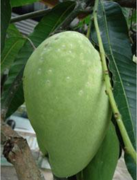 Hình 3: Triệu chứng các dấu chấm trắng trên quả xoài