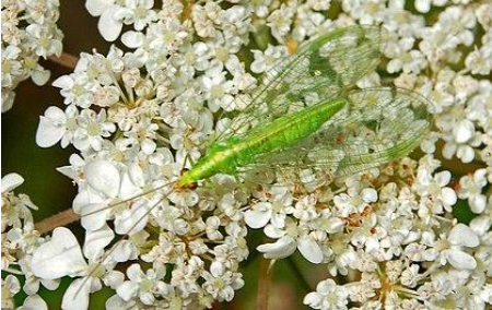 Hình 4: Bọ cánh gân Chrysopa chrysoperla