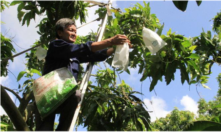 Hình 5: Bao quả xoài