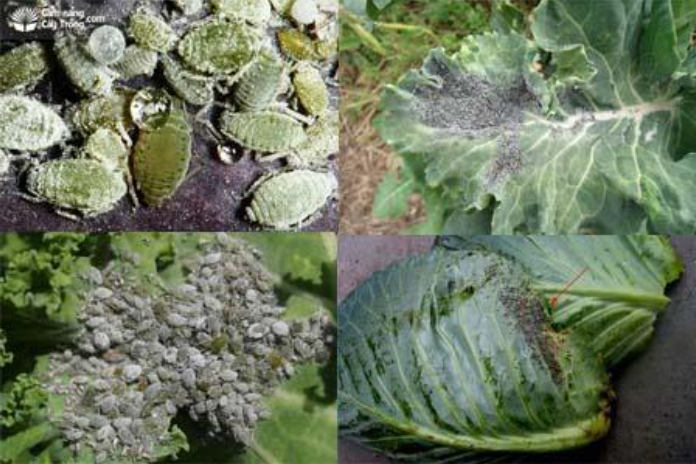 Hình 1. Rầy mềm hại bắp cải