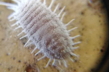 Hình 2: Rệp sáp gây hại cho mai