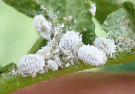 Hình 3: Rệp sáp thay nhau hút dưỡng chất