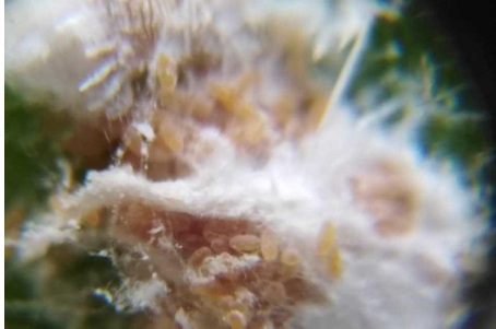 Hình 4: Trứng của rệp sáp xuất hiện trên cây