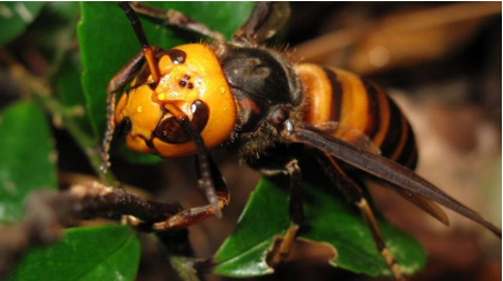Hình 5: Ong bắt mồi 