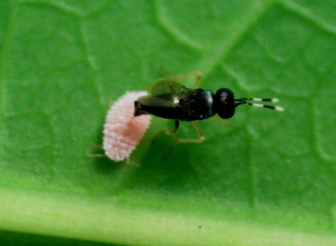hình 4: Ong ký sinh