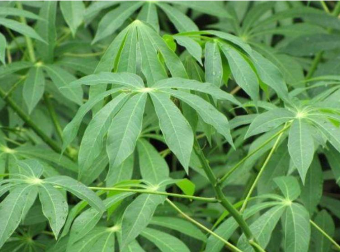 hình 5: Phòng bệnh tốt cho cây khoai mì