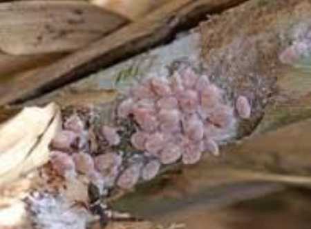 Hình 1: Rệp sáp đỏ