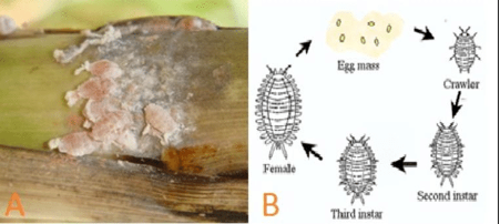 Hình 2: Vòng đời của rệp sáp đỏ