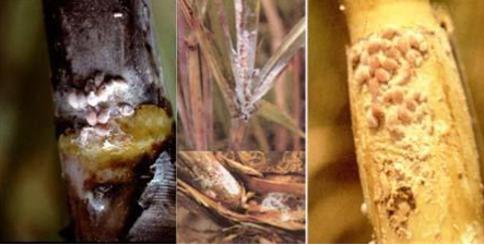 Hình 3: Rệp sáp đỏ bám trên thân mía