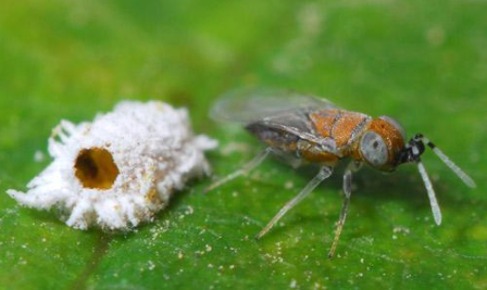 Hình 4: Anagyrus lopezi ký sinh rệp sáp đỏ