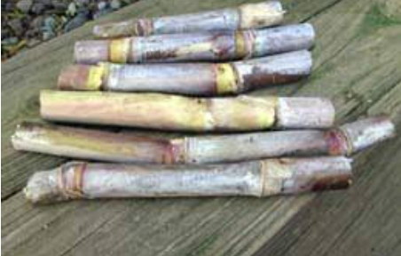 Hình 5: Chuẩn bị hom giống mía tốt