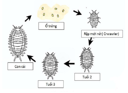 Ảnh 2: Vòng đời của rệp sáp