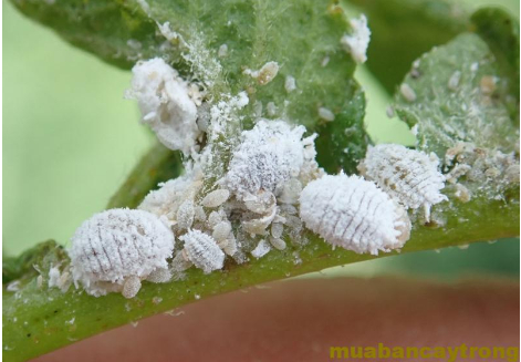 Ảnh 3: Rệp sáp hại khoai tây