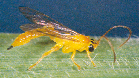 Ảnh 4: Ong ký sinh