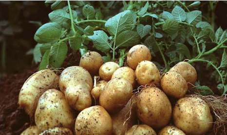 Ảnh 5: Củ giống được chọn lọc