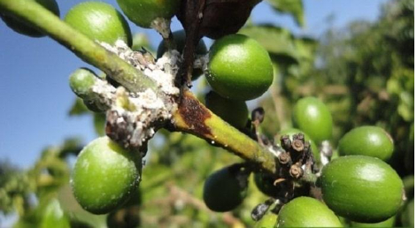 Hình 3: Triệu chứng rệp sáp gây hại trên chùm quả