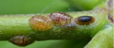 Hình 1. Hình dạng của rệp vảy gây hại trên cây có múi