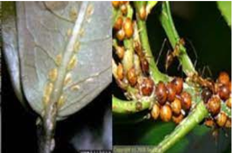 Hình 2. Hình dạng của rệp vảy xanh và nâu