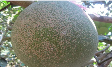 Hình 3. Rệp vảy nâu gây muội đen lên bưởi