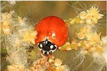 Hình 5: Bọ rùa Cryptolaemus thiên địch của rệp vảy