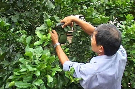 Hình 6: Bà con cắt tỉa cành thông thoáng giúp hạn chế rệp vảy gây hại