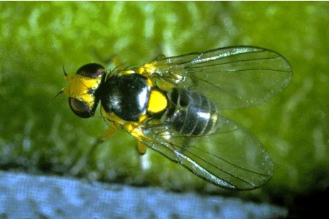 Hình 1: Ruồi đục lá