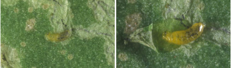 Hình 2 & 3: Ấu trùng sâu đục lá