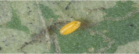 Hình 4: Giai đoạn nhộng