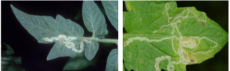 Hình 5&6: Lá cây bị sâu phá hại