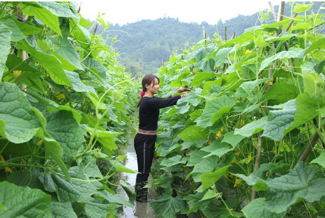 Hình 8: Chăm sóc dưa leo đúng kỹ thuật