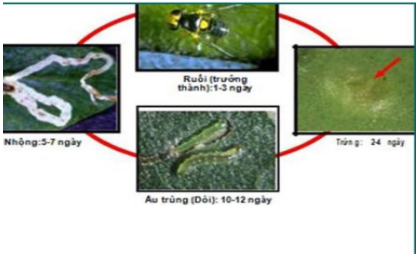 Hình 2. Vòng đời của sâu đục lòn