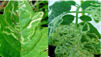 Hình 3. Triệu chứng của sâu gây bệnh 