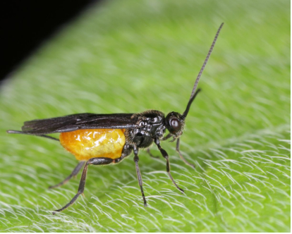 Hình 4. Ong ký sinh-Encarsia formosa 